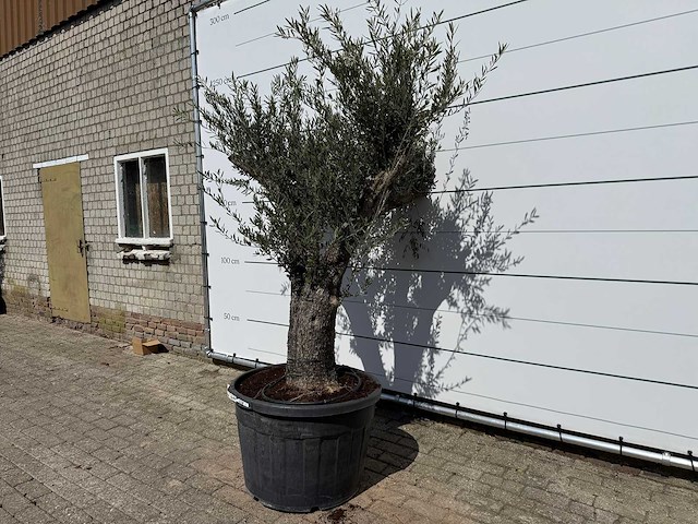 Olijfboom old trunk - olea europaea - ca. 75 jaar oud - hoogte ca. 240 cm - afbeelding 1 van  4