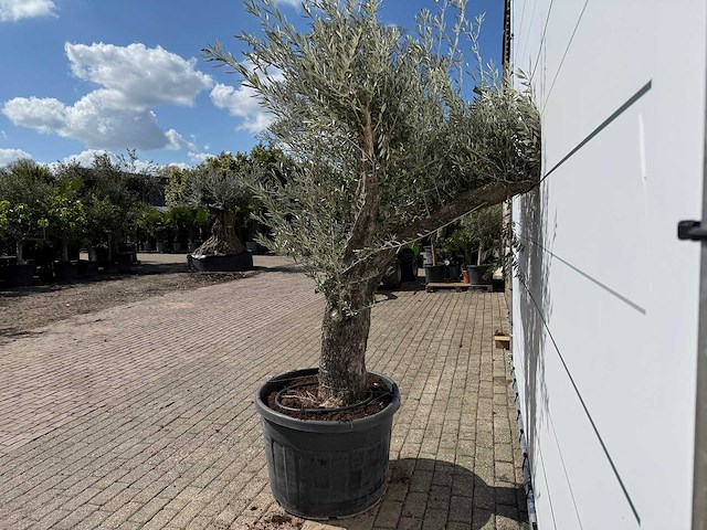 Olijfboom old trunk - olea europaea - ca. 75 jaar oud - hoogte ca. 240 cm - afbeelding 4 van  4