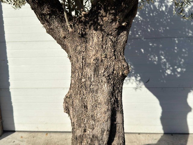 Olijfboom old trunk - olea europaea - ca. 75 jaar oud - hoogte ca. 240 cm - afbeelding 2 van  10
