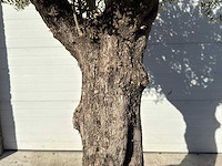 Olijfboom old trunk - olea europaea - ca. 75 jaar oud - hoogte ca. 240 cm - afbeelding 2 van  10