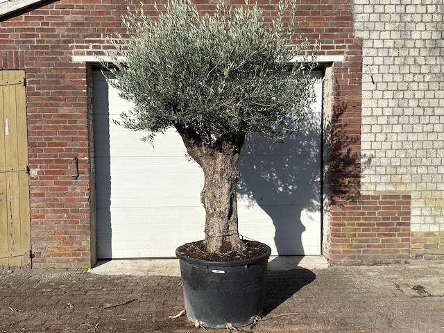 Olijfboom old trunk - olea europaea - ca. 75 jaar oud - hoogte ca. 240 cm - afbeelding 1 van  10