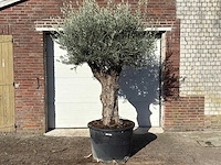 Olijfboom old trunk - olea europaea - ca. 75 jaar oud - hoogte ca. 240 cm - afbeelding 1 van  10