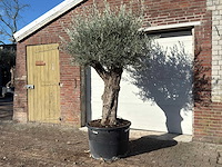 Olijfboom old trunk - olea europaea - ca. 75 jaar oud - hoogte ca. 240 cm - afbeelding 3 van  10