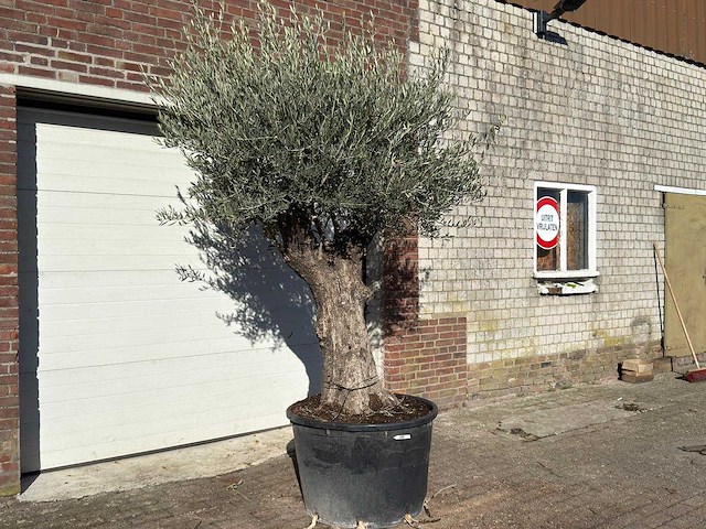 Olijfboom old trunk - olea europaea - ca. 75 jaar oud - hoogte ca. 240 cm - afbeelding 4 van  10