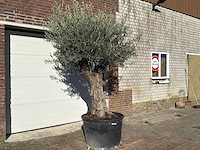 Olijfboom old trunk - olea europaea - ca. 75 jaar oud - hoogte ca. 240 cm - afbeelding 4 van  10