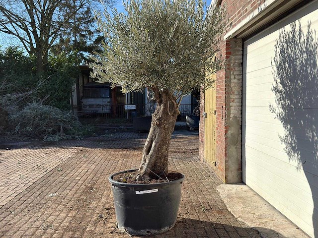 Olijfboom old trunk - olea europaea - ca. 75 jaar oud - hoogte ca. 240 cm - afbeelding 5 van  10