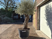 Olijfboom old trunk - olea europaea - ca. 75 jaar oud - hoogte ca. 240 cm - afbeelding 5 van  10