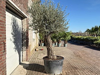 Olijfboom old trunk - olea europaea - ca. 75 jaar oud - hoogte ca. 240 cm - afbeelding 6 van  10