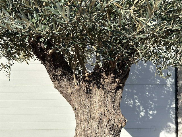 Olijfboom old trunk - olea europaea - ca. 75 jaar oud - hoogte ca. 240 cm - afbeelding 7 van  10