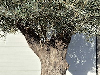 Olijfboom old trunk - olea europaea - ca. 75 jaar oud - hoogte ca. 240 cm - afbeelding 7 van  10