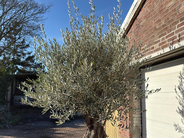 Olijfboom old trunk - olea europaea - ca. 75 jaar oud - hoogte ca. 240 cm - afbeelding 8 van  10