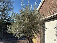 Olijfboom old trunk - olea europaea - ca. 75 jaar oud - hoogte ca. 240 cm - afbeelding 8 van  10