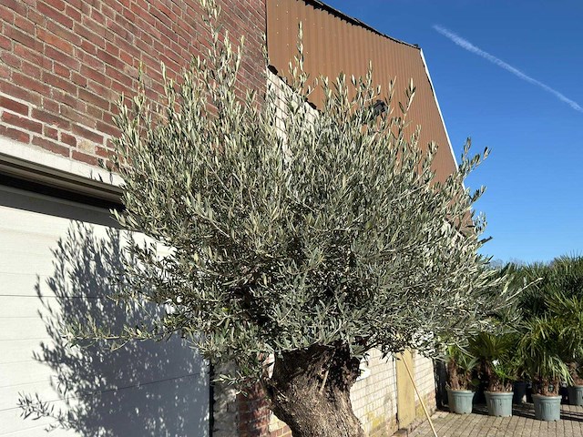 Olijfboom old trunk - olea europaea - ca. 75 jaar oud - hoogte ca. 240 cm - afbeelding 9 van  10