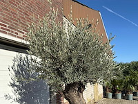 Olijfboom old trunk - olea europaea - ca. 75 jaar oud - hoogte ca. 240 cm - afbeelding 9 van  10