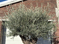 Olijfboom old trunk - olea europaea - ca. 75 jaar oud - hoogte ca. 240 cm - afbeelding 10 van  10