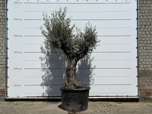 Olijfboom old trunk - olea europaea - ca. 75 jaar oud - hoogte ca. 240 cm - afbeelding 1 van  5