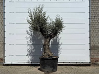 Olijfboom old trunk - olea europaea - ca. 75 jaar oud - hoogte ca. 240 cm