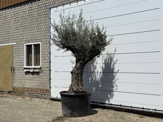 Olijfboom old trunk - olea europaea - ca. 75 jaar oud - hoogte ca. 240 cm - afbeelding 2 van  5