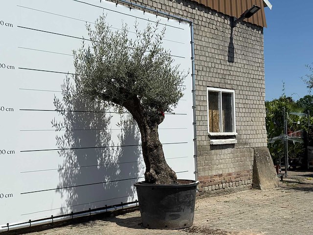 Olijfboom old trunk - olea europaea - ca. 75 jaar oud - hoogte ca. 240 cm - afbeelding 3 van  5
