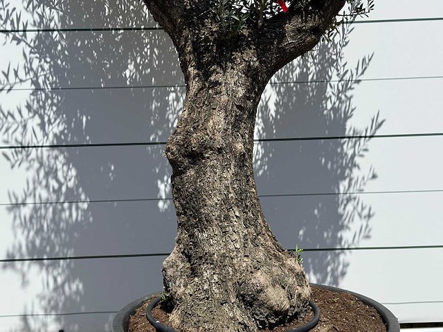 Olijfboom old trunk - olea europaea - ca. 75 jaar oud - hoogte ca. 240 cm - afbeelding 4 van  5