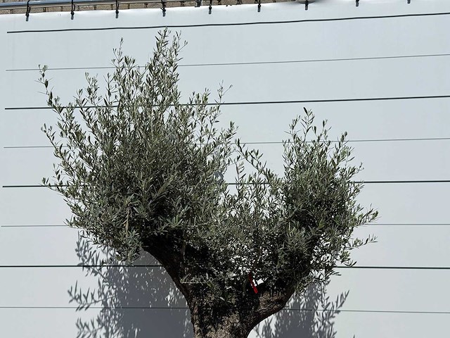 Olijfboom old trunk - olea europaea - ca. 75 jaar oud - hoogte ca. 240 cm - afbeelding 5 van  5