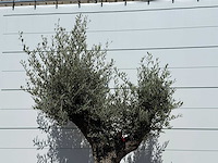 Olijfboom old trunk - olea europaea - ca. 75 jaar oud - hoogte ca. 240 cm - afbeelding 5 van  5