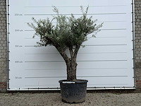 Olijfboom old trunk - olea europaea - ca. 75 jaar oud - hoogte ca. 240 cm - afbeelding 1 van  5