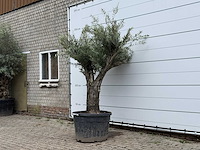 Olijfboom old trunk - olea europaea - ca. 75 jaar oud - hoogte ca. 240 cm - afbeelding 2 van  5