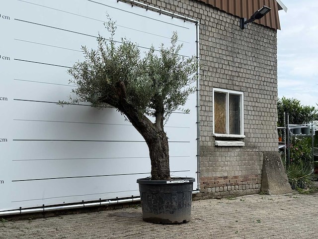 Olijfboom old trunk - olea europaea - ca. 75 jaar oud - hoogte ca. 240 cm - afbeelding 3 van  5