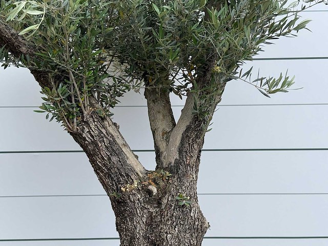 Olijfboom old trunk - olea europaea - ca. 75 jaar oud - hoogte ca. 240 cm - afbeelding 4 van  5