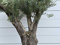 Olijfboom old trunk - olea europaea - ca. 75 jaar oud - hoogte ca. 240 cm - afbeelding 4 van  5