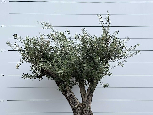 Olijfboom old trunk - olea europaea - ca. 75 jaar oud - hoogte ca. 240 cm - afbeelding 5 van  5