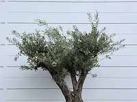Olijfboom old trunk - olea europaea - ca. 75 jaar oud - hoogte ca. 240 cm - afbeelding 5 van  5