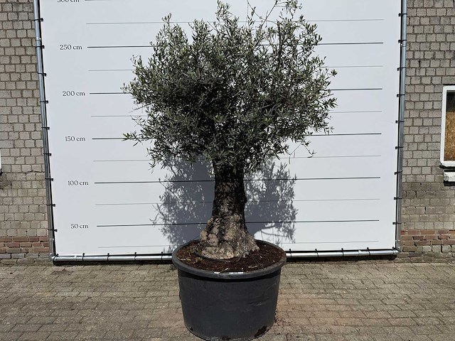 Olijfboom old trunk - olea europaea - ca. 75 jaar oud - hoogte ca. 250 cm - afbeelding 1 van  7
