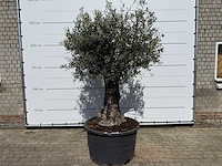 Olijfboom old trunk - olea europaea - ca. 75 jaar oud - hoogte ca. 250 cm
