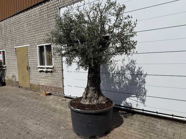 Olijfboom old trunk - olea europaea - ca. 75 jaar oud - hoogte ca. 250 cm - afbeelding 2 van  7