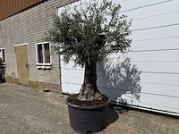 Olijfboom old trunk - olea europaea - ca. 75 jaar oud - hoogte ca. 250 cm - afbeelding 2 van  7