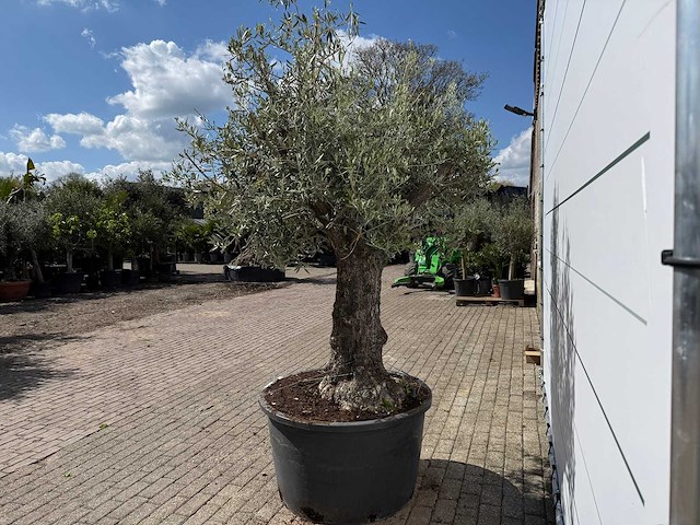 Olijfboom old trunk - olea europaea - ca. 75 jaar oud - hoogte ca. 250 cm - afbeelding 4 van  7