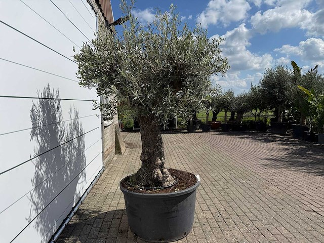 Olijfboom old trunk - olea europaea - ca. 75 jaar oud - hoogte ca. 250 cm - afbeelding 6 van  7