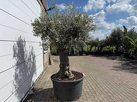 Olijfboom old trunk - olea europaea - ca. 75 jaar oud - hoogte ca. 250 cm - afbeelding 6 van  7