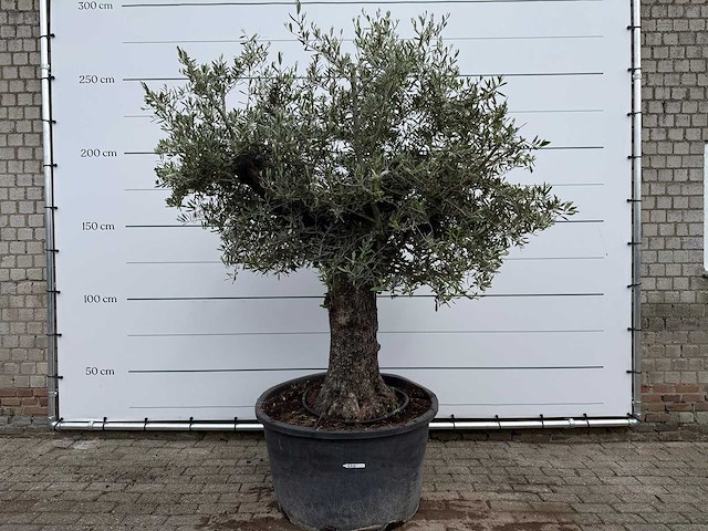 Olijfboom old trunk - olea europaea - ca. 75 jaar oud - hoogte ca. 250 cm - afbeelding 1 van  8