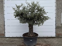 Olijfboom old trunk - olea europaea - ca. 75 jaar oud - hoogte ca. 250 cm - afbeelding 1 van  8