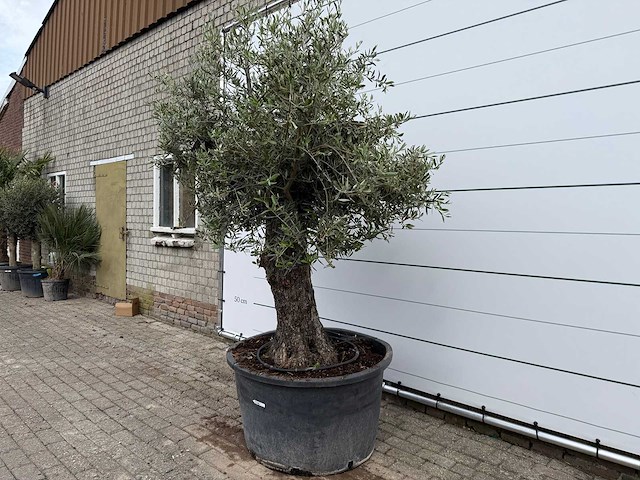 Olijfboom old trunk - olea europaea - ca. 75 jaar oud - hoogte ca. 250 cm - afbeelding 2 van  8