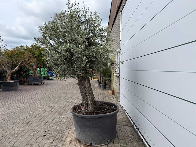 Olijfboom old trunk - olea europaea - ca. 75 jaar oud - hoogte ca. 250 cm - afbeelding 3 van  8
