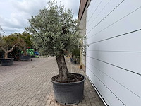 Olijfboom old trunk - olea europaea - ca. 75 jaar oud - hoogte ca. 250 cm - afbeelding 3 van  8