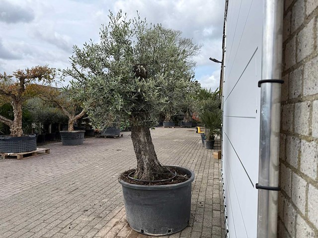 Olijfboom old trunk - olea europaea - ca. 75 jaar oud - hoogte ca. 250 cm - afbeelding 4 van  8