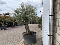 Olijfboom old trunk - olea europaea - ca. 75 jaar oud - hoogte ca. 250 cm - afbeelding 4 van  8