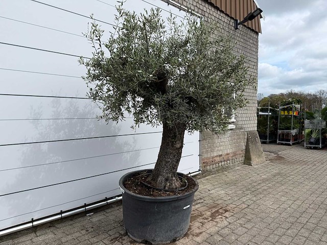 Olijfboom old trunk - olea europaea - ca. 75 jaar oud - hoogte ca. 250 cm - afbeelding 5 van  8
