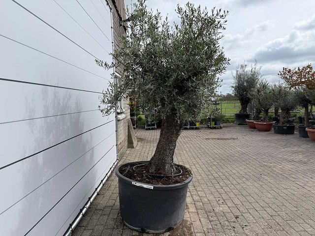 Olijfboom old trunk - olea europaea - ca. 75 jaar oud - hoogte ca. 250 cm - afbeelding 6 van  8