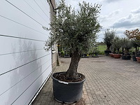 Olijfboom old trunk - olea europaea - ca. 75 jaar oud - hoogte ca. 250 cm - afbeelding 6 van  8